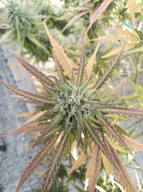 LA Kush Cake. Week 7
