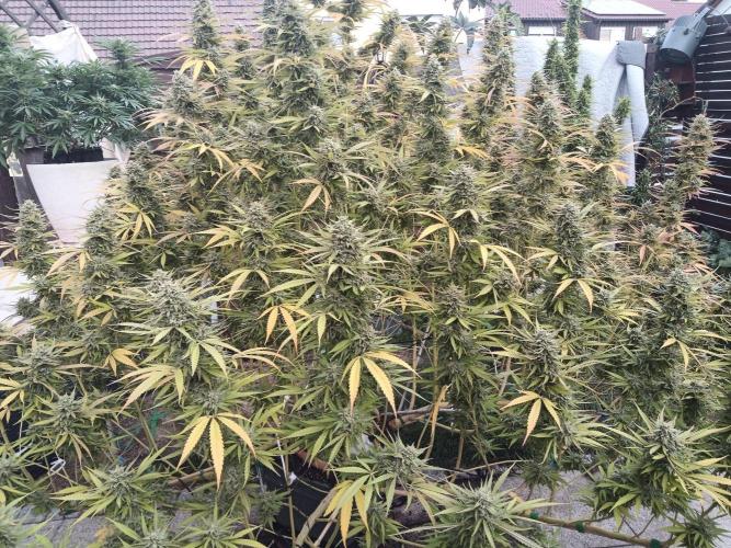 LA Kush Cake. Week 7