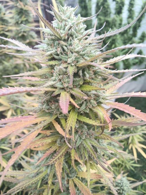 LA Kush Cake. Week 7