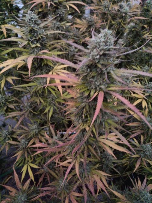 LA Kush Cake. Week 7