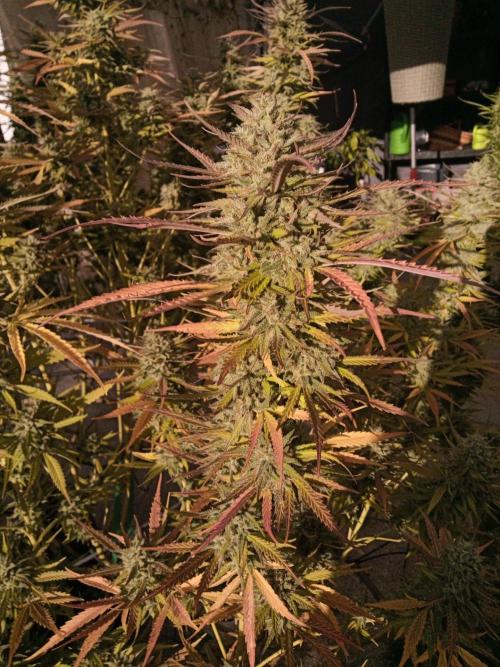 LA Kush Cake. Week 7
