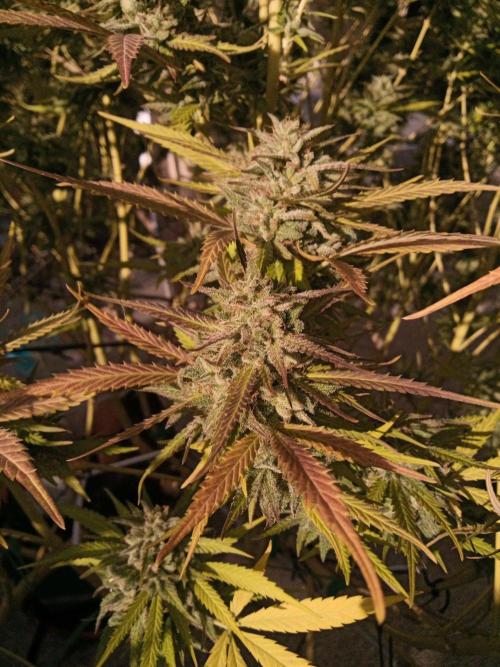 LA Kush Cake. Week 7