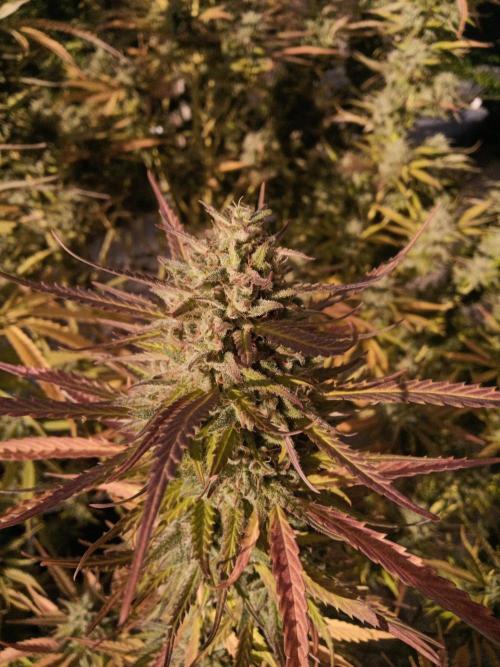 LA Kush Cake. Week 7