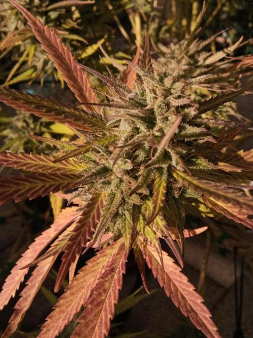 LA Kush Cake. Week 7