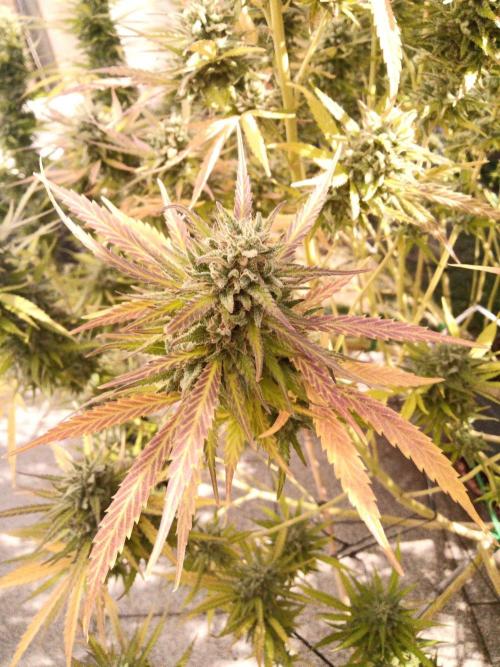 LA Kush Cake. Week 7