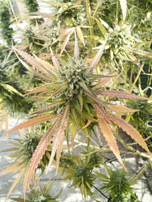 LA Kush Cake. Week 7