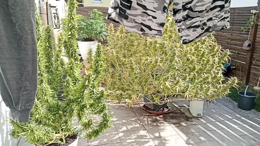 LA Kush Cake