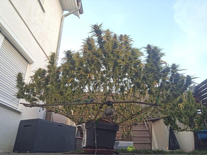 LA Kush Cake. Week 7