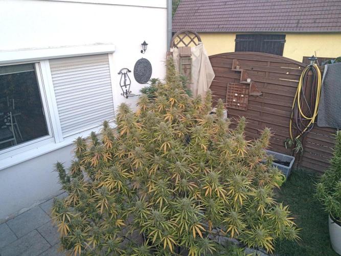 LA Kush Cake. Week 7