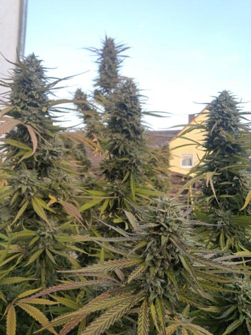 LA Kush Cake. Week 7