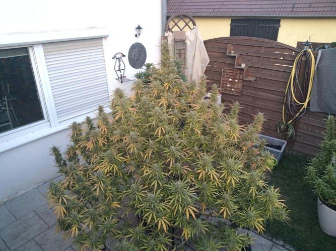 LA Kush Cake. Week 7