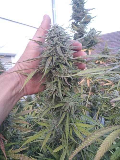LA Kush Cake. Week 7