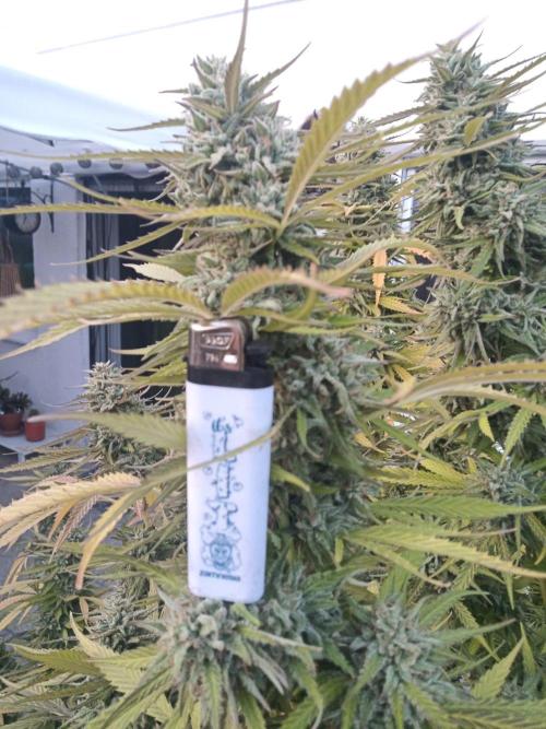 LA Kush Cake. Week 7