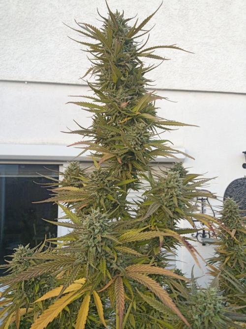 LA Kush Cake. Week 7