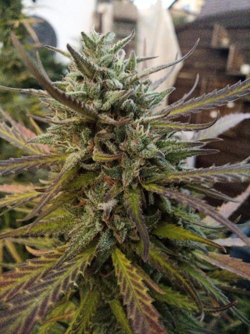 LA Kush Cake. Week 7