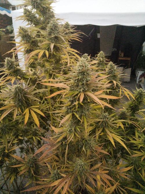 LA Kush Cake. Week 7