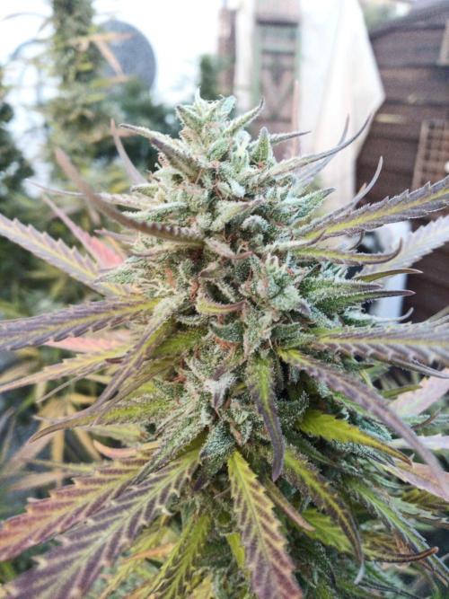 LA Kush Cake. Week 7
