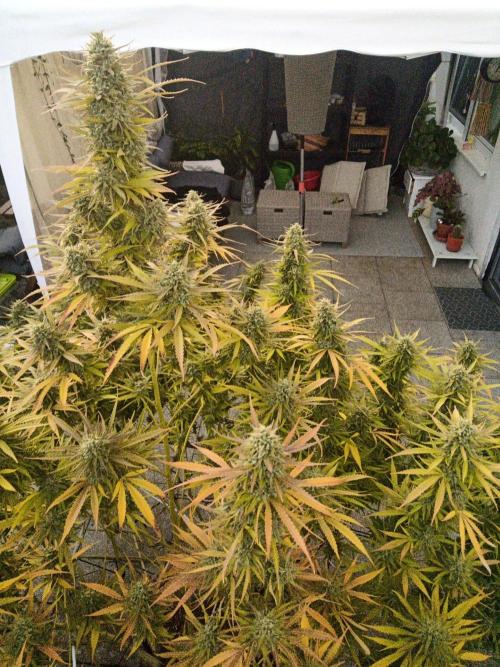 LA Kush Cake. Week 7