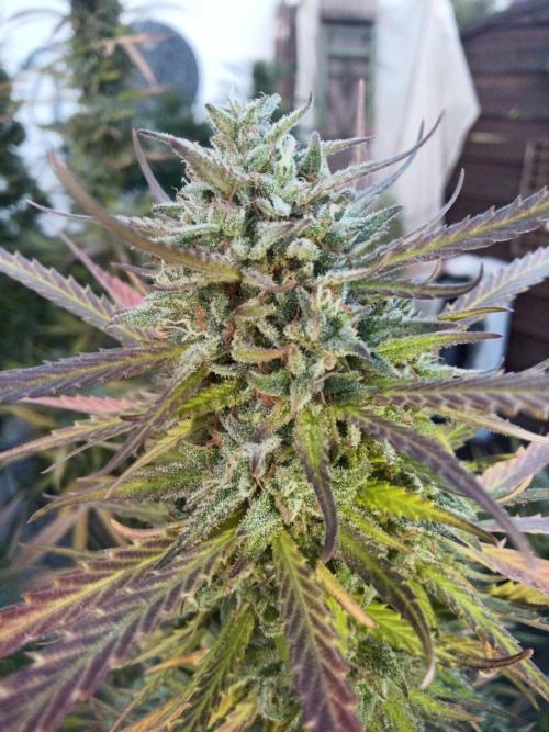 LA Kush Cake. Week 7