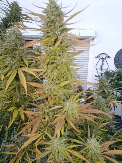 LA Kush Cake. Week 7