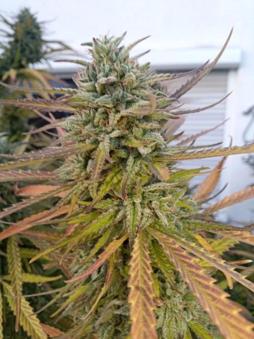 LA Kush Cake. Week 7