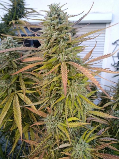LA Kush Cake. Week 7