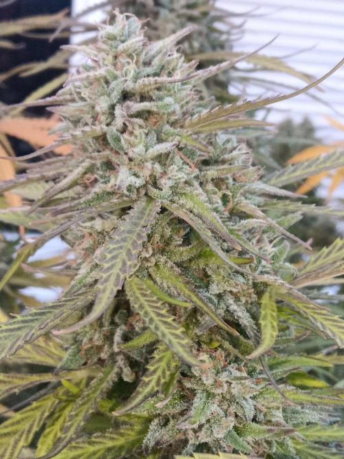 LA Kush Cake. Week 7