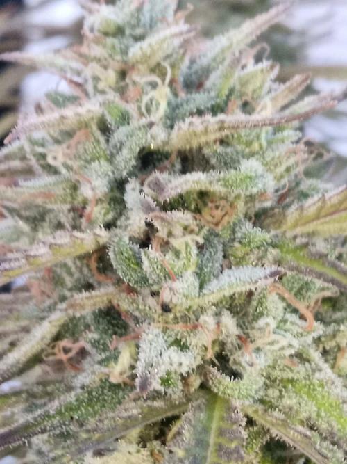 LA Kush Cake. Week 7