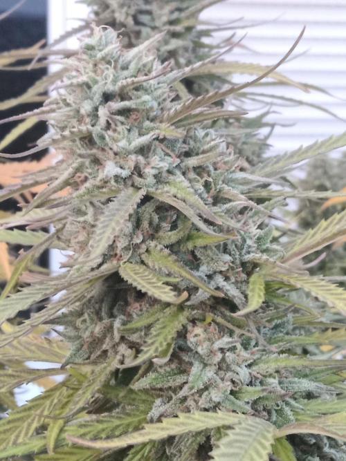 LA Kush Cake. Week 7