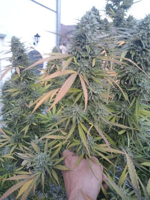 LA Kush Cake. Week 7