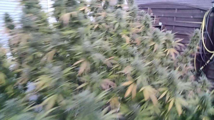 LA Kush Cake