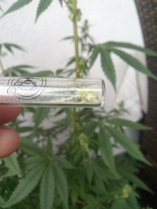 Pakistan Maiden ( Khalifa Genetics ). Week 3