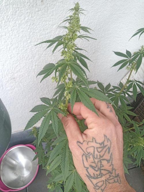Pakistan Maiden ( Khalifa Genetics ). Week 3
