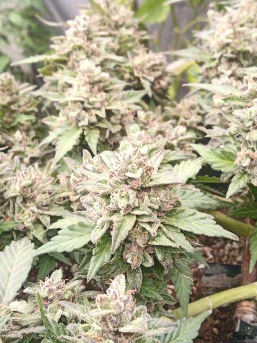 Lemon Cherry Gelato Auto and more. Week 8