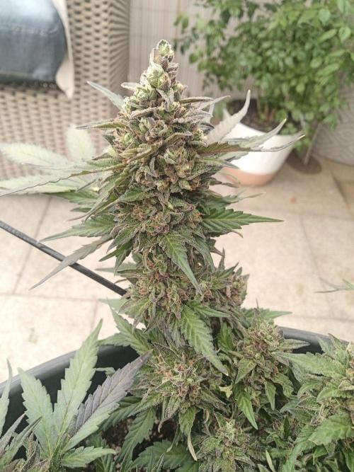 Lemon Cherry Gelato Auto and more. Week 8