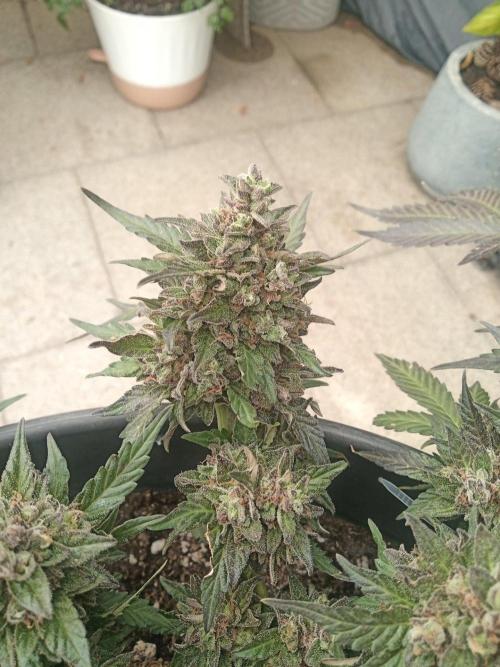 Lemon Cherry Gelato Auto and more. Week 8