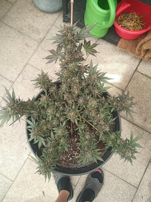 Lemon Cherry Gelato Auto and more. Week 8