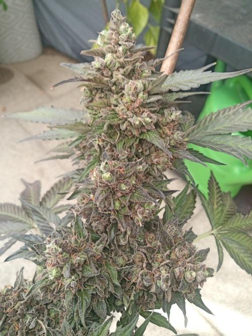 Lemon Cherry Gelato Auto and more. Week 8