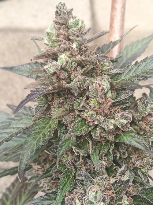 Lemon Cherry Gelato Auto and more. Week 8