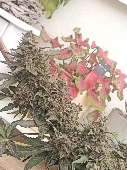 Lemon Cherry Gelato Auto and more. Week 8