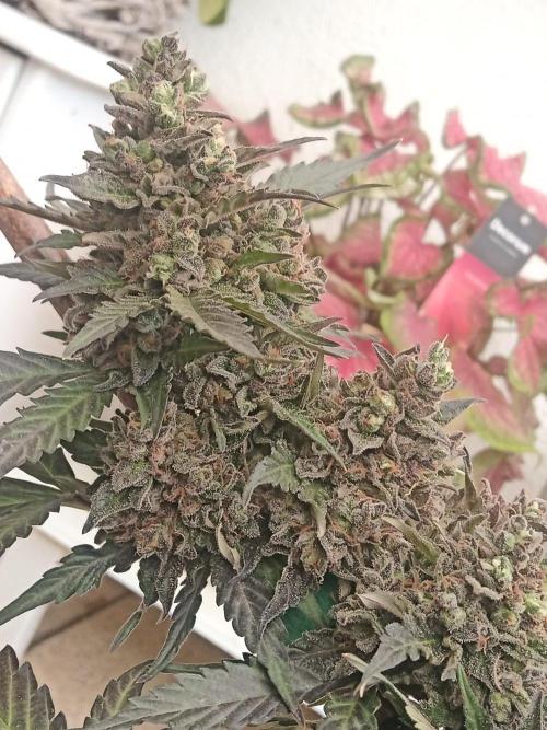 Lemon Cherry Gelato Auto and more. Week 8