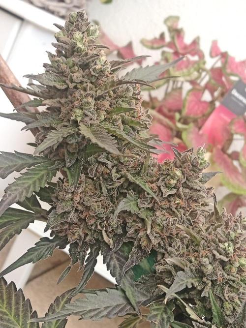 Lemon Cherry Gelato Auto and more. Week 8