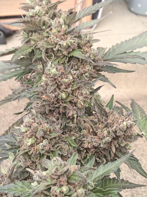 Lemon Cherry Gelato Auto and more. Week 8