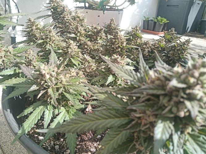 Lemon Cherry Gelato Auto and more. Week 8