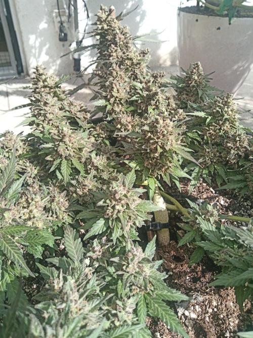 Lemon Cherry Gelato Auto and more. Week 8