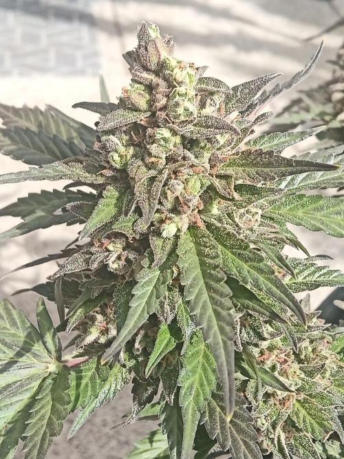 Lemon Cherry Gelato Auto and more. Week 8
