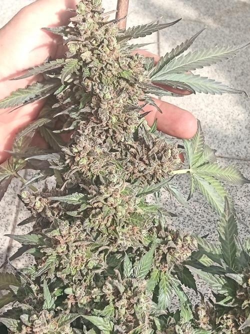 Lemon Cherry Gelato Auto and more. Week 8