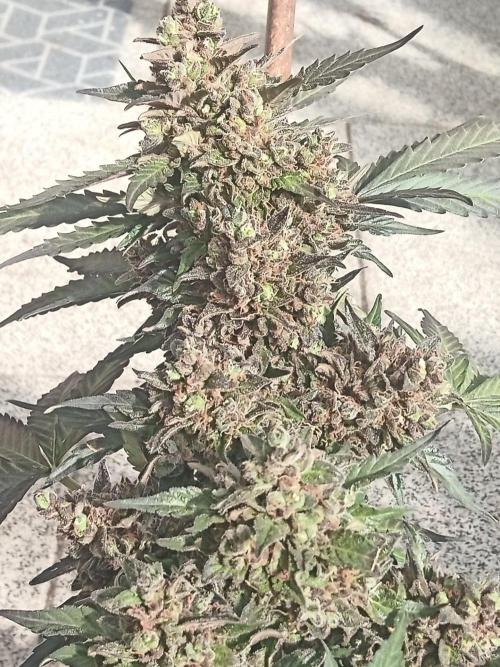 Lemon Cherry Gelato Auto and more. Week 8