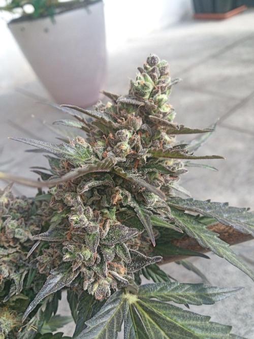 Lemon Cherry Gelato Auto and more. Week 8