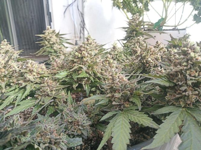 Lemon Cherry Gelato Auto and more. Week 8